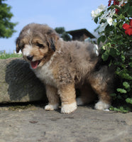 Mini Aussiepoo
