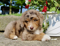 Mini Aussiepoo