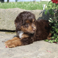  Mini Aussiepoo