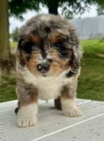 Mini Aussiepoo