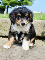  Mini Aussiepoo