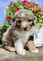 Mini Aussiepoo