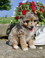 Mini Aussiepoo