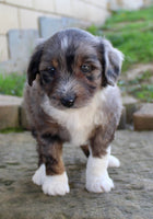 Mini Aussiepoo