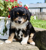  Mini Aussiepoo