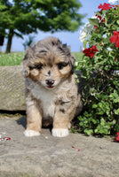 Mini Aussiepoo