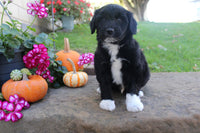 Mini Aussiepoo