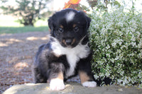 Mini Australian Shepherd