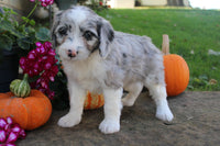 Mini Aussiepoo