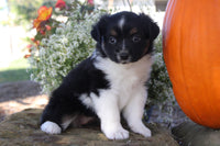 Mini Australian Shepherd