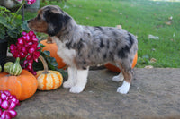 Mini Aussiepoo