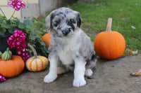 Mini Aussiepoo