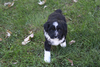 Mini Aussiepoo