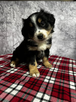 Mini Australian Shepherd