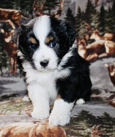 Mini Australian Shepherd