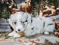 Mini Australian Shepherd