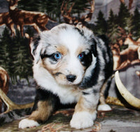 Mini Australian Shepherd