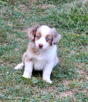 Mini Australian Shepherd