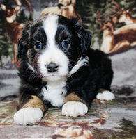 Mini Australian Shepherd