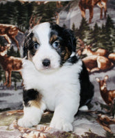 Mini Australian Shepherd