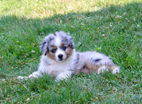 Mini Australian Shepherd