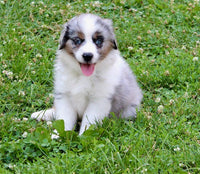 Mini Australian Shepherd