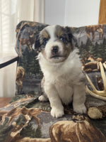 Mini Australian Shepherd