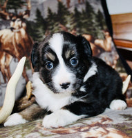 Mini Australian Shepherd