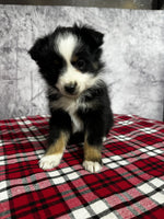 Australian Shepherd