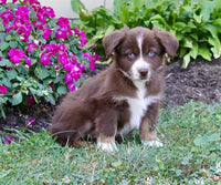 Mini Australian Shepherd
