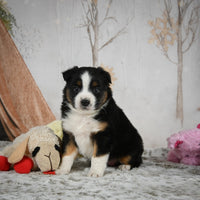 Mini Australian Shepherd