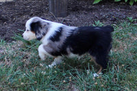 Mini Australian Shepherd