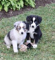 Mini Australian Shepherd