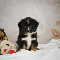 Mini Australian Shepherd
