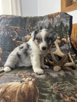 Mini Australian Shepherd