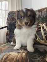 Mini Australian Shepherd