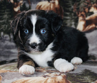 Mini Australian Shepherd