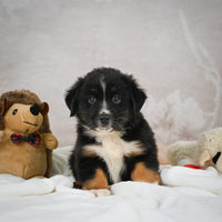 Mini Australian Shepherd