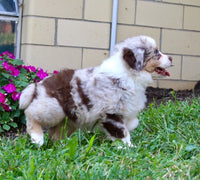 Mini Australian Shepherd