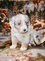 Mini Australian Shepherd