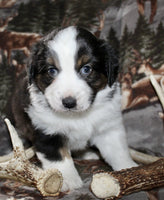 Mini Australian Shepherd