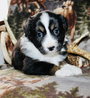 Mini Australian Shepherd