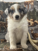 Mini Australian Shepherd