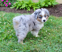Mini Australian Shepherd