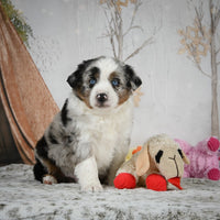 Mini Australian Shepherd