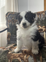 Mini Australian Shepherd