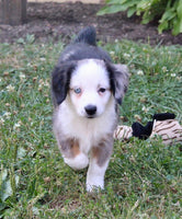 Mini Australian Shepherd