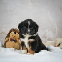 Mini Australian Shepherd