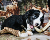 Mini Australian Shepherd