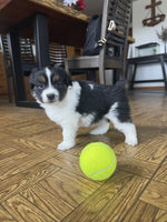 Mini Australian Shepherd